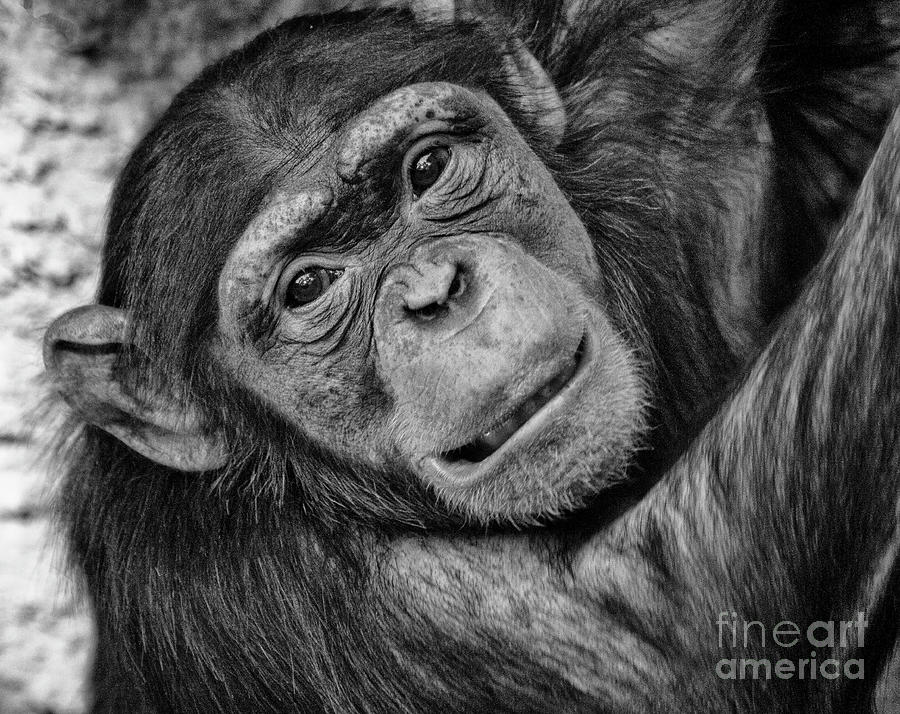 Face of a young chimpanzee Photograph by Ruth Jolly