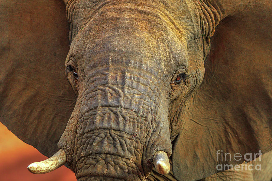 Face of African Elephant Photograph by Benny Marty