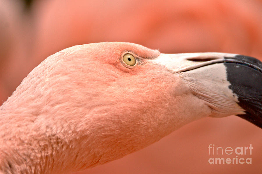 Face Of The Flamingo Photograph by Adam Jewell