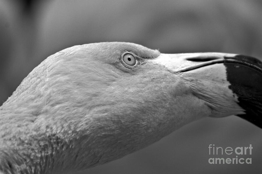 Face Of The Flamingo Black And White Photograph by Adam Jewell