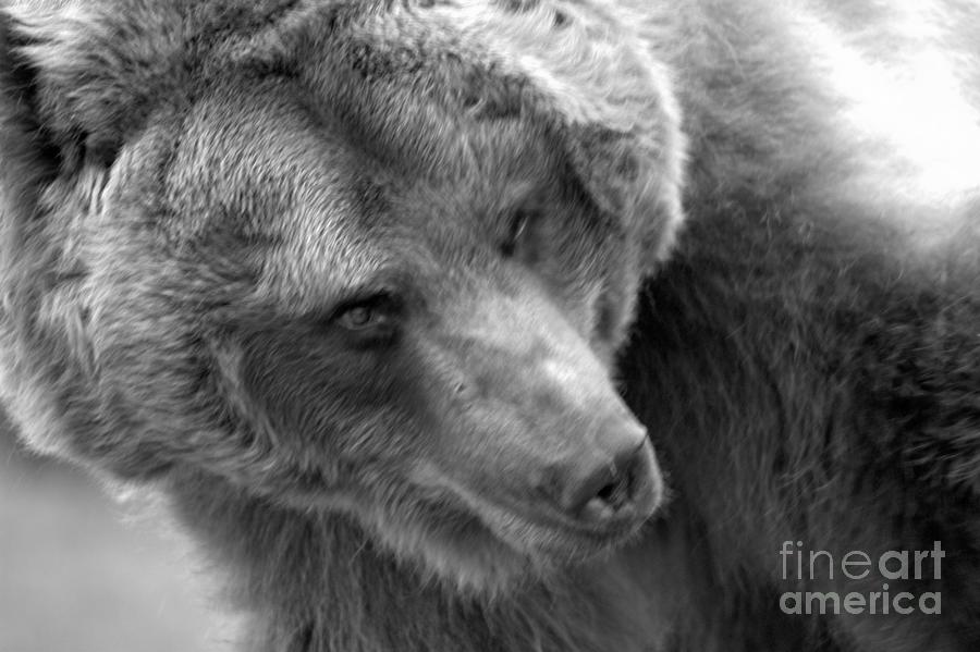Face Of The Mature Montana Grizzly Black And White Photograph by Adam Jewell