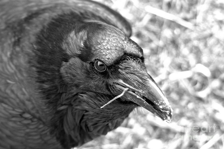 Yellowstone National Park Photograph - Face Of The Raven Black And White by Adam Jewell