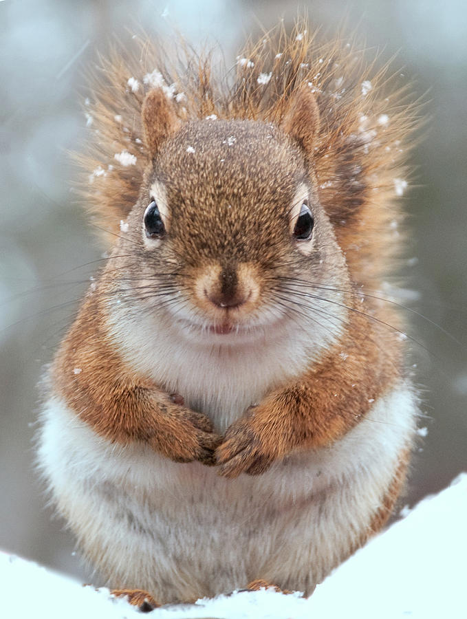 Face-on Closeup Of Smiling Squirrel In Photograph by Anne Louise Macdonald Of Hug A Horse Farm