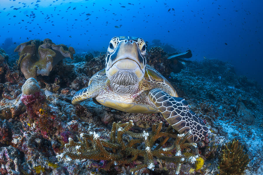 Face To Face With A Green Turtle Photograph by Barathieu Gabriel