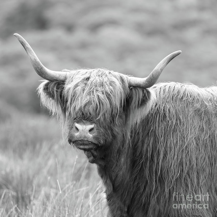 Face-to-face with a Highland Cow - black and white Photograph by Maria Gaellman