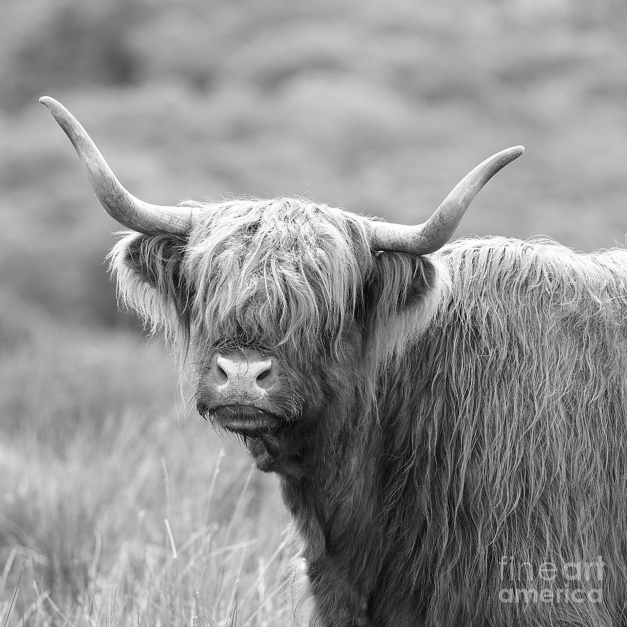 Face-to-face With A Highland Cow - Black And White Photograph By Maria 