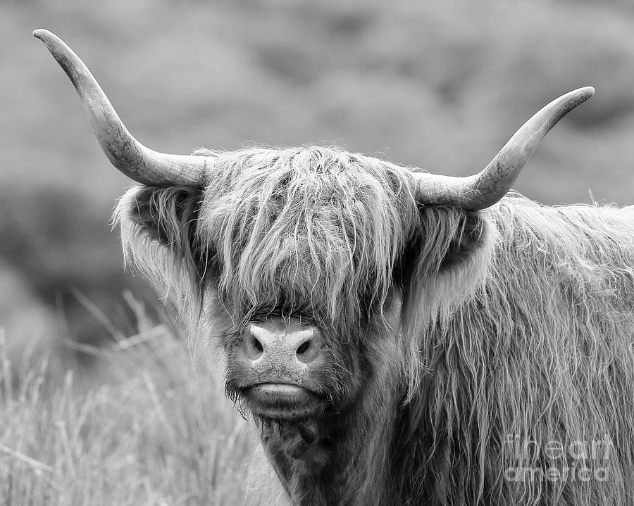 Face-to-face with a Highland Cow - monochrome Photograph by Maria Gaellman