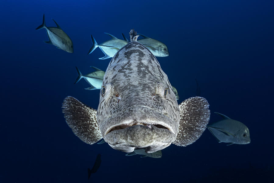 Fish Photograph - Face To Face With A Potato Grouper by Barathieu Gabriel