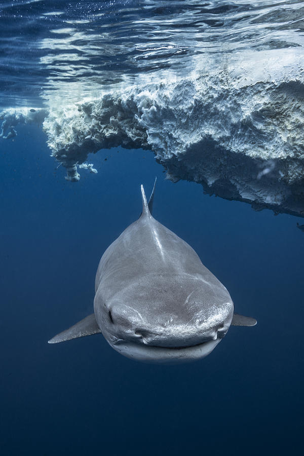 Face To Face With A Tiger Shark Photograph by Barathieu Gabriel