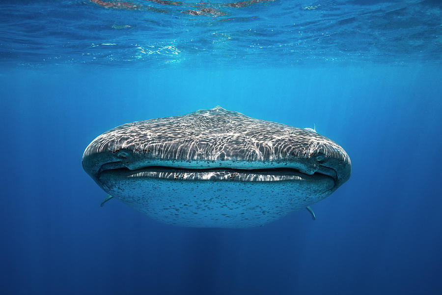 Face To Face With A Whale Shark Photograph by Barathieu Gabriel