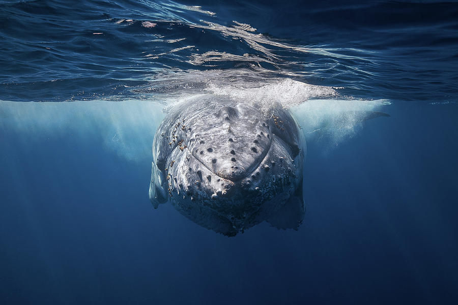Face To Face With Humpback Whale Photograph by Barathieu Gabriel