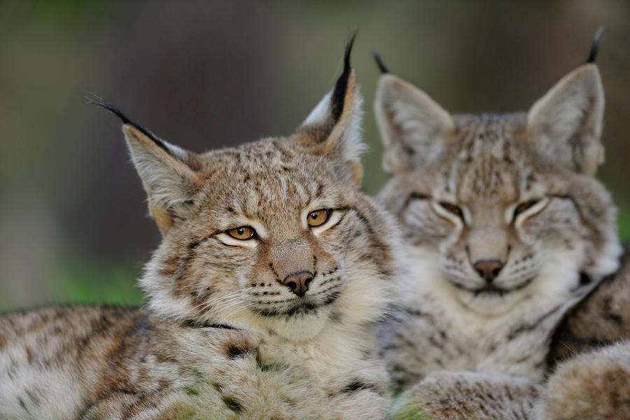 Faces... Eurasian Lynx Photograph by Wonderfulearth - Fine Art America