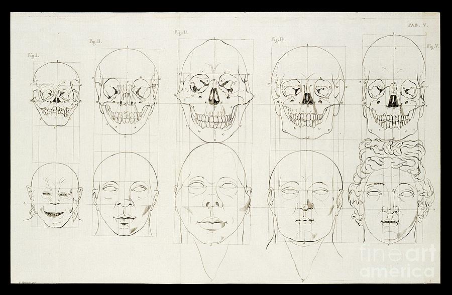 Facial Angle Theory Of Petrus Camper Photograph by The Getty/science Photo Library