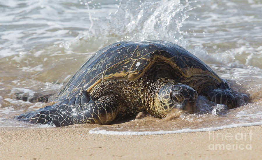 Turtle Photograph - Facing the Waves by Alanna DPhoto