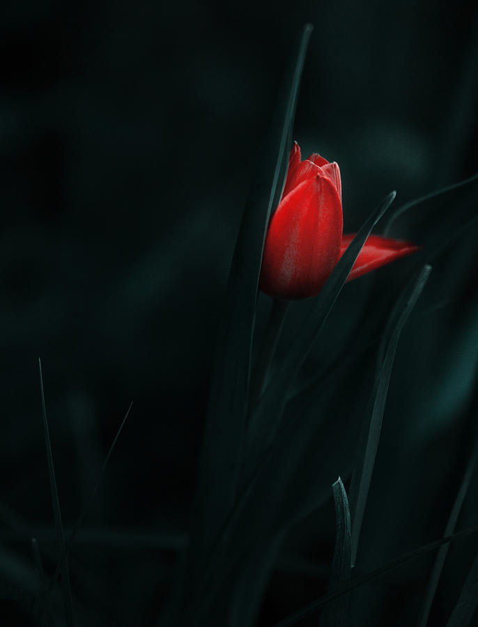 Tulip Photograph - Faclie by Panaana