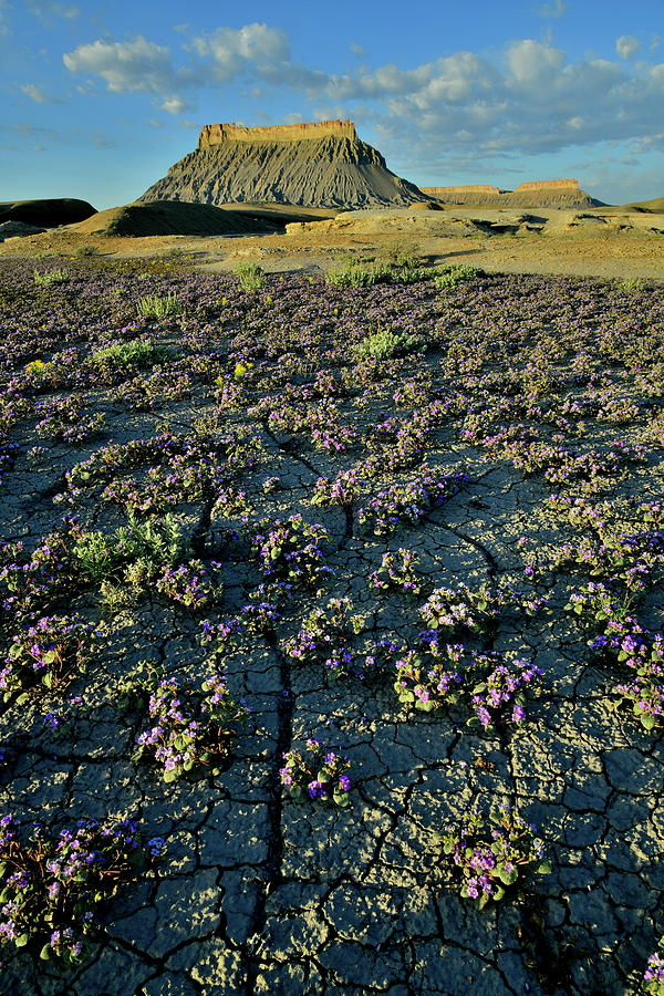 Factory Butte Desert Wildflower Bloom Photograph by Ray Mathis
