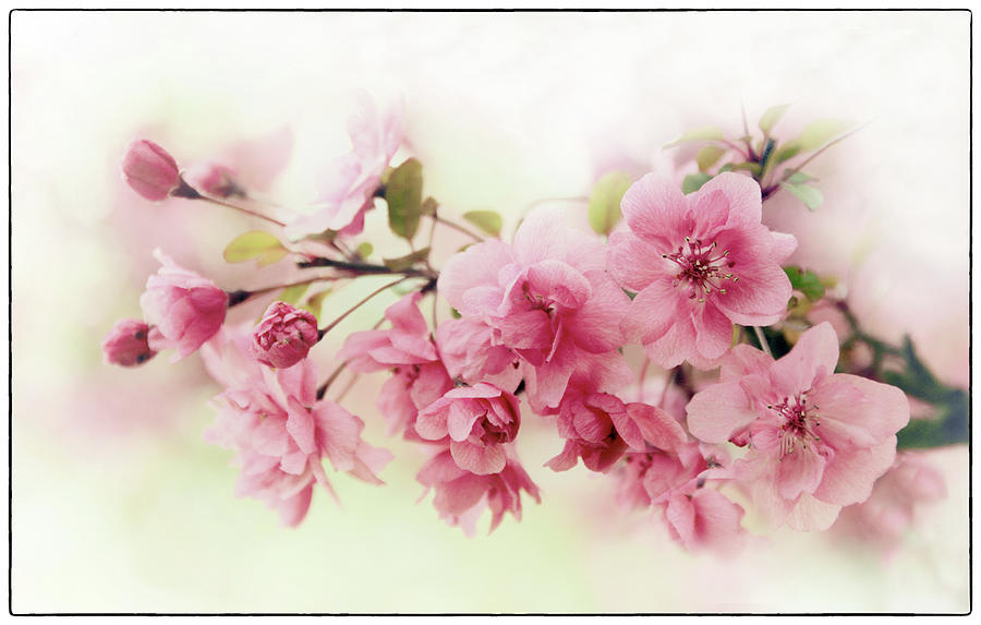 Faded Blossom Photograph by Jessica Jenney