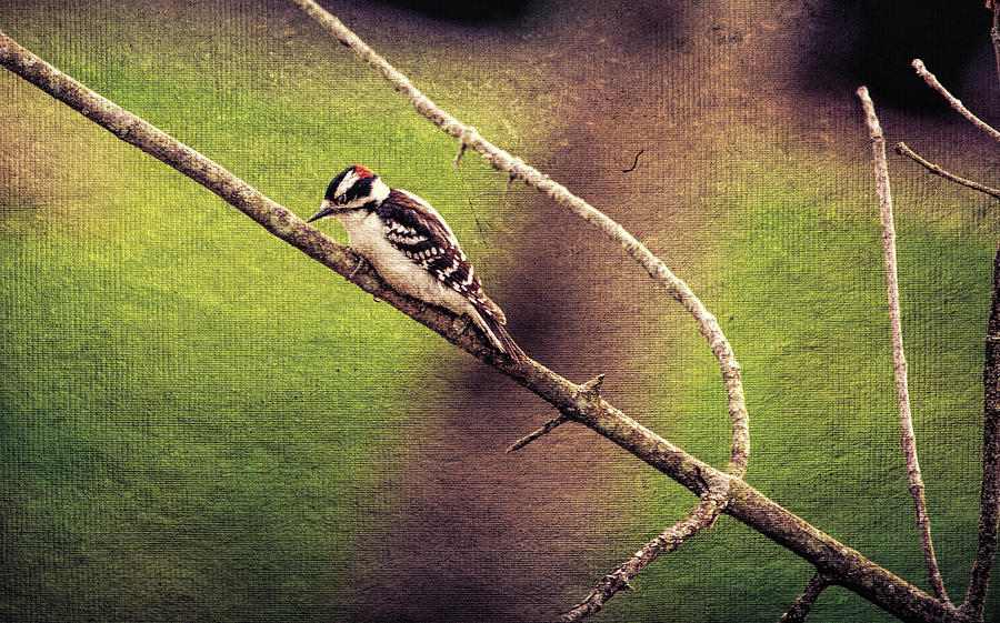Faded Canvas Woodpecker Digital Art by Pheasant Run Gallery