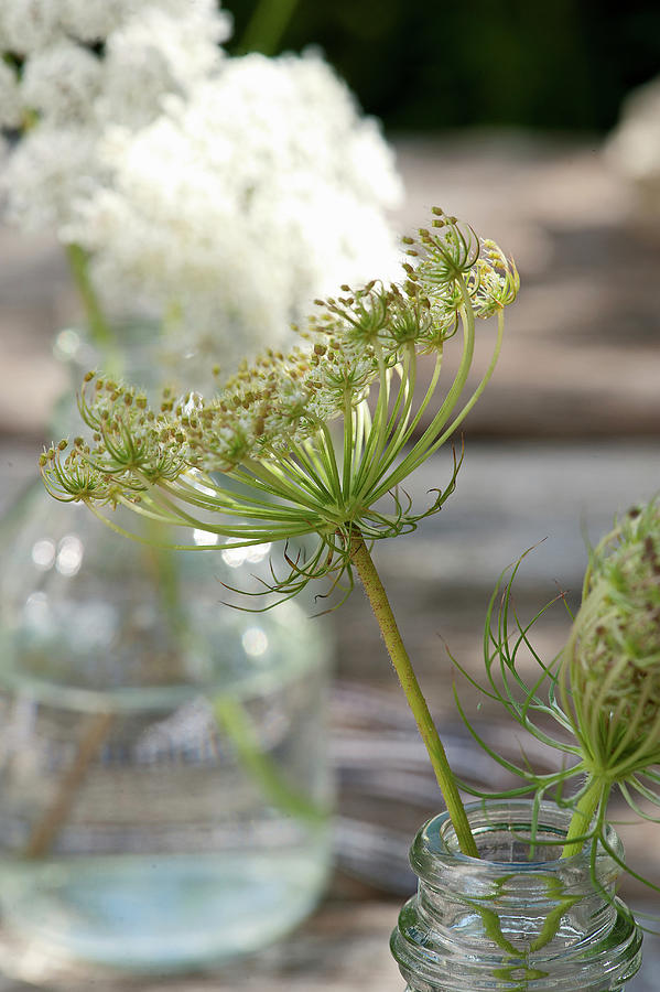 Faded Queen Annes Lace Umbel Photograph by Elisabeth Berkau