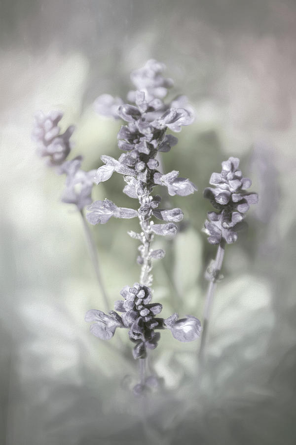 Faded Sweet Lavender Photograph by Carol Japp