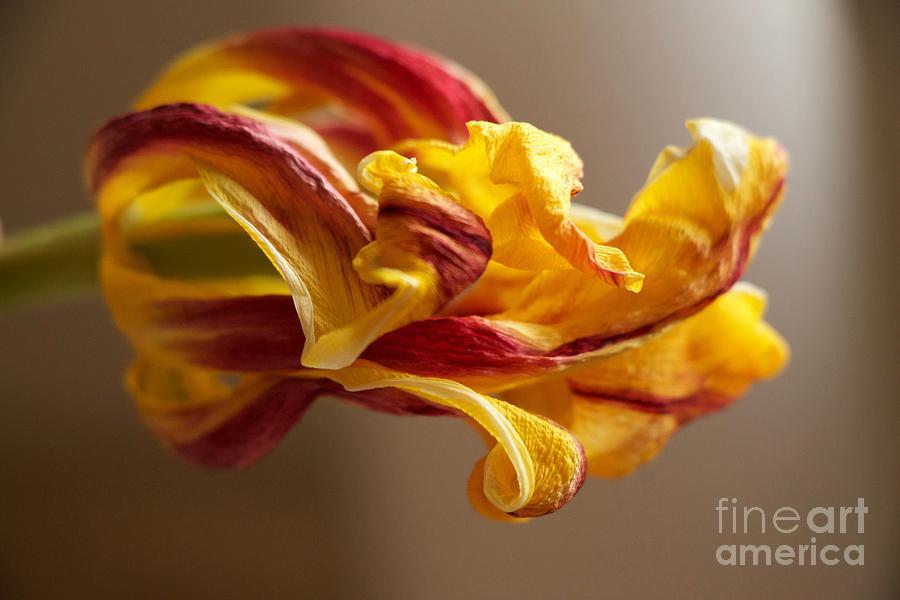 Faded Tulip Photograph by Linda Bianic