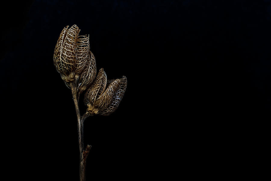 Flower Photograph - Fading Beauty by Sandi Kroll