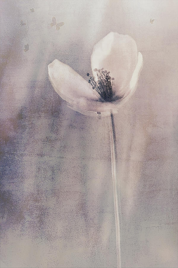 Fading Into Oblivion Photograph by Cicek Kiral - Fine Art America