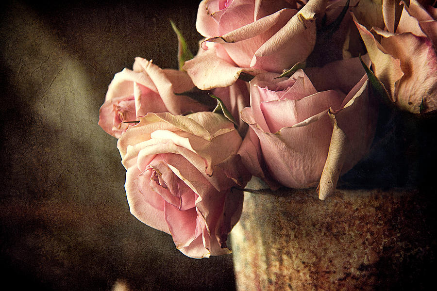 Rose Photograph - Fading Roses by Cindi Ressler