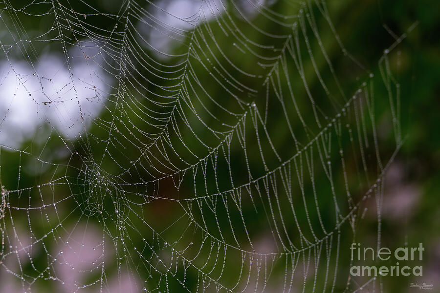 Fading Spiderweb Photograph by Jennifer White