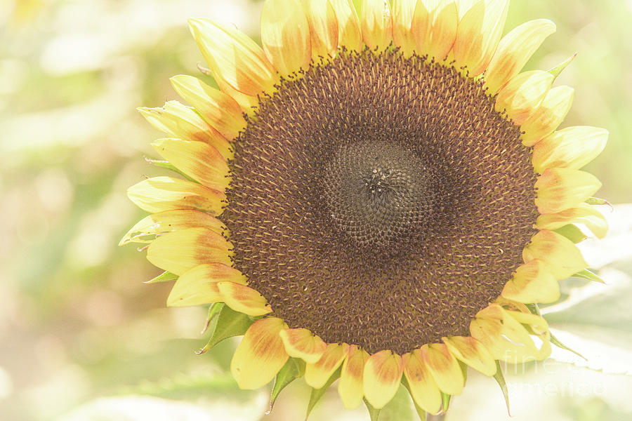 Fading Sunflower Photograph by Debra Fedchin