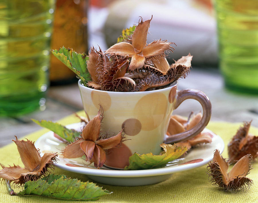 Fagus beechnuts, Carpinus hornbeam In Espresso Cup Photograph by Friedrich Strauss