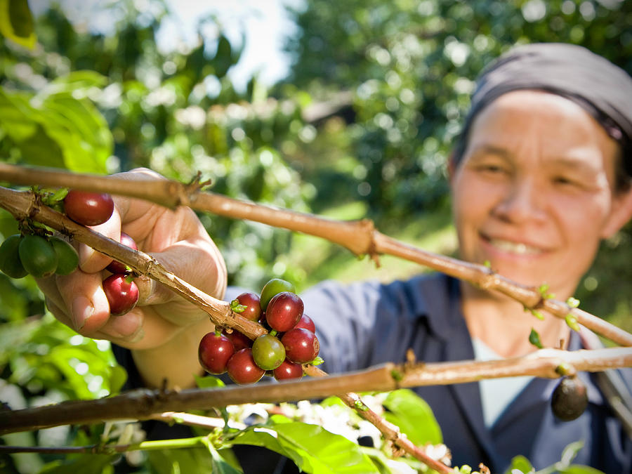 Fair Trade Coffee Farmer Photograph by Ranplett