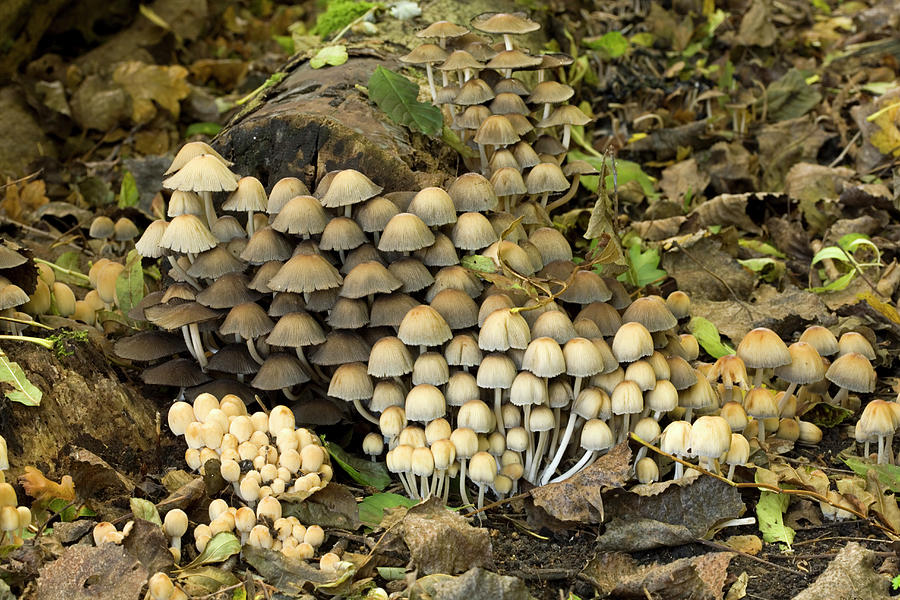 Fairies Bonnet Mushrooms Coprinus Photograph by Roel Meijer
