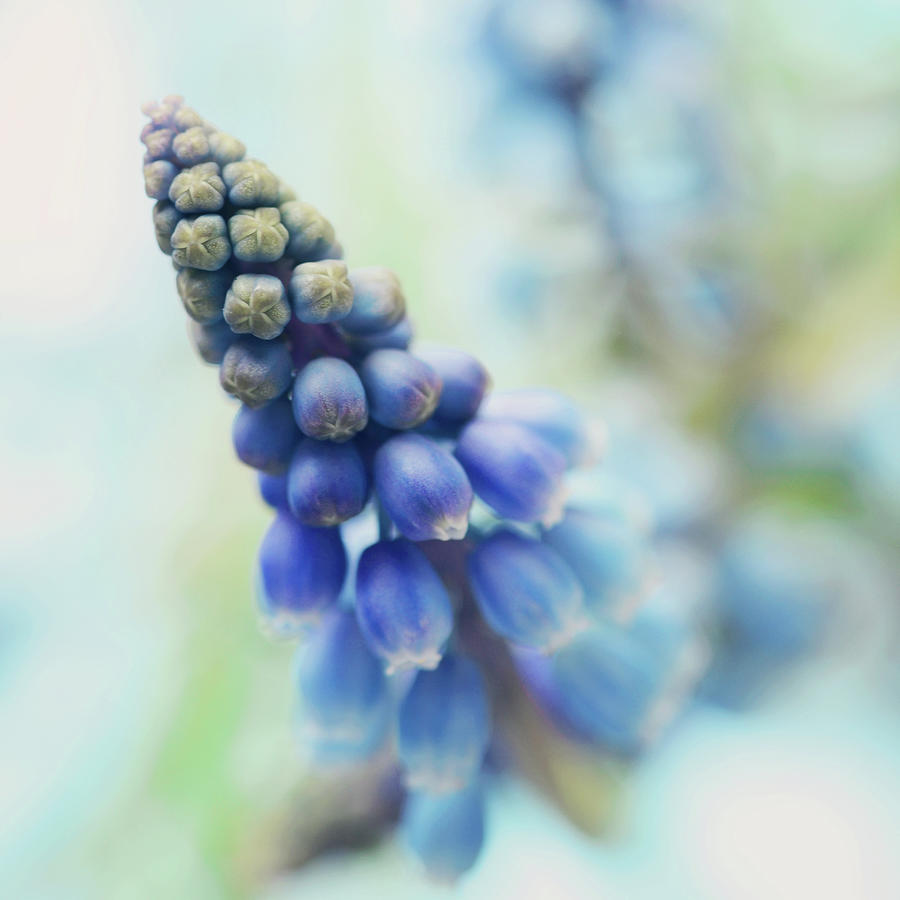 Fairy Bells Announcing Springtime Photograph by Dhmig Photography