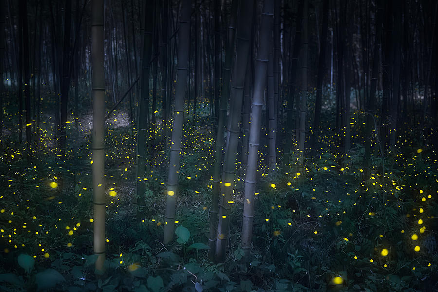Firefly Photograph - Fairy Dance by Takeshi Mitamura