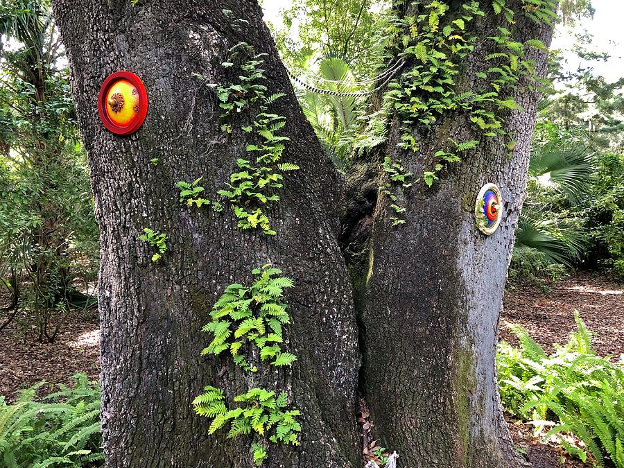 Fairy Duplex Photograph by Denise Mazzocco - Fine Art America