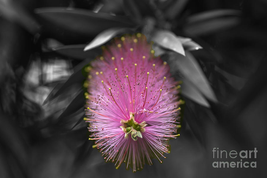 Fairy Duster Photograph by Eva Lechner