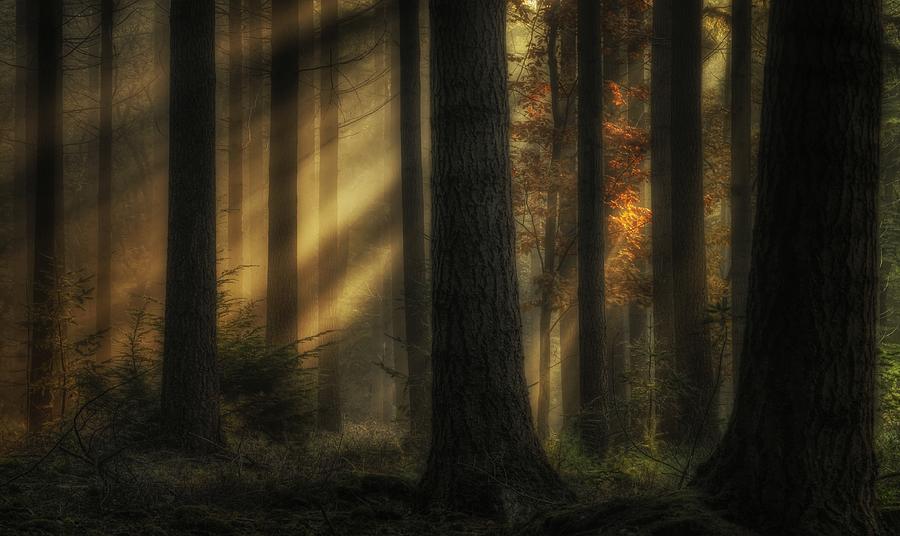 Fairy Forest Photograph by Jan Paul Kraaij