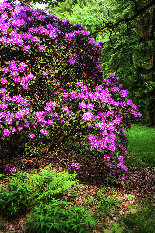 Fairy Forest Of Blooming Rhododendrons 1 Photograph by Jenny Rainbow