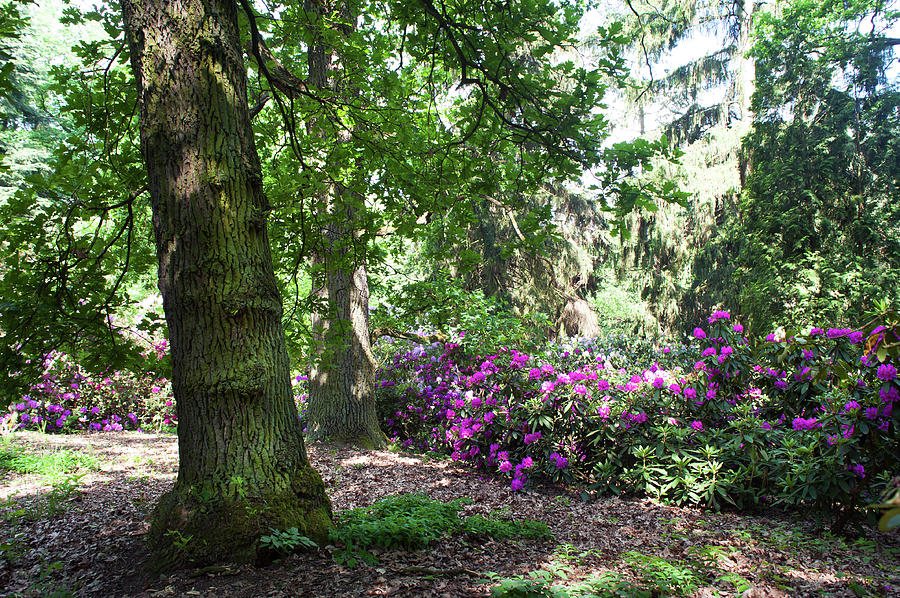 Fairy Forest Of Blooming Rhododendrons 10 Photograph by Jenny Rainbow