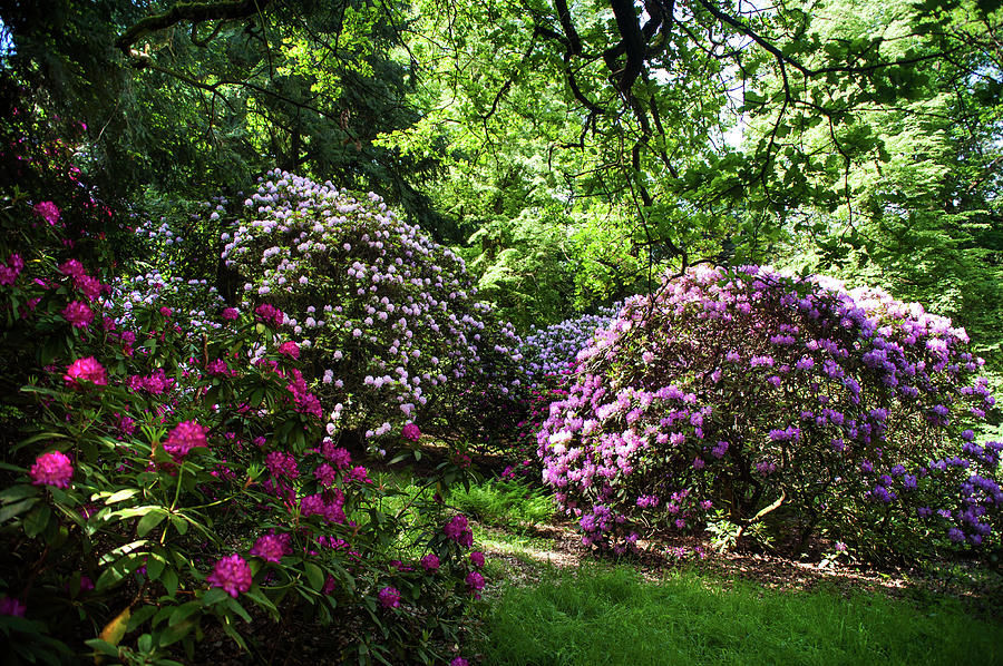 Fairy Forest Of Blooming Rhododendrons 2 Photograph by Jenny Rainbow
