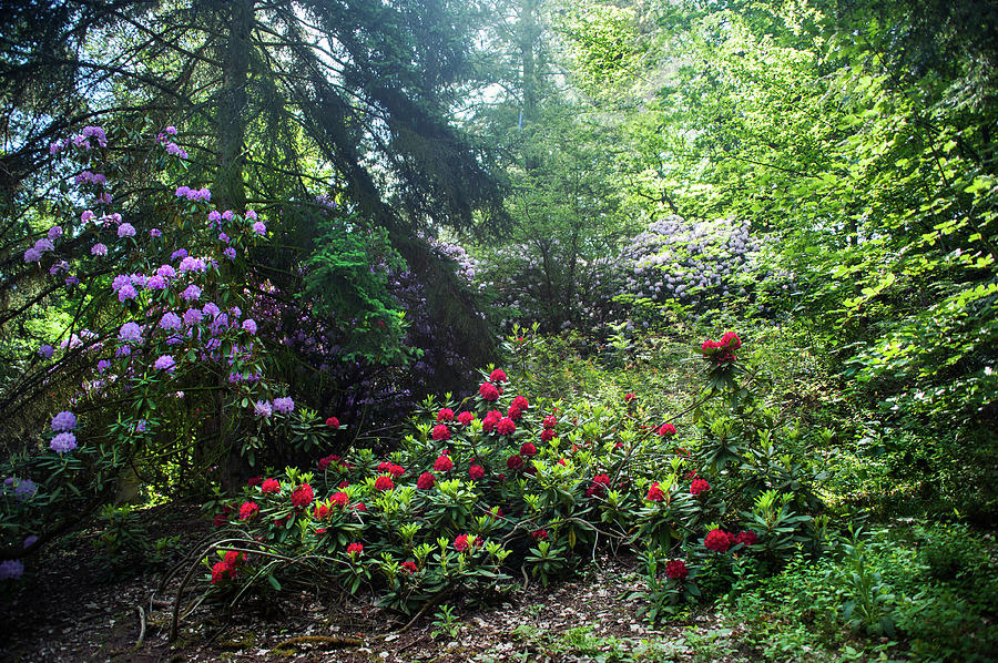 Fairy Forest Of Blooming Rhododendrons 5 Photograph by Jenny Rainbow