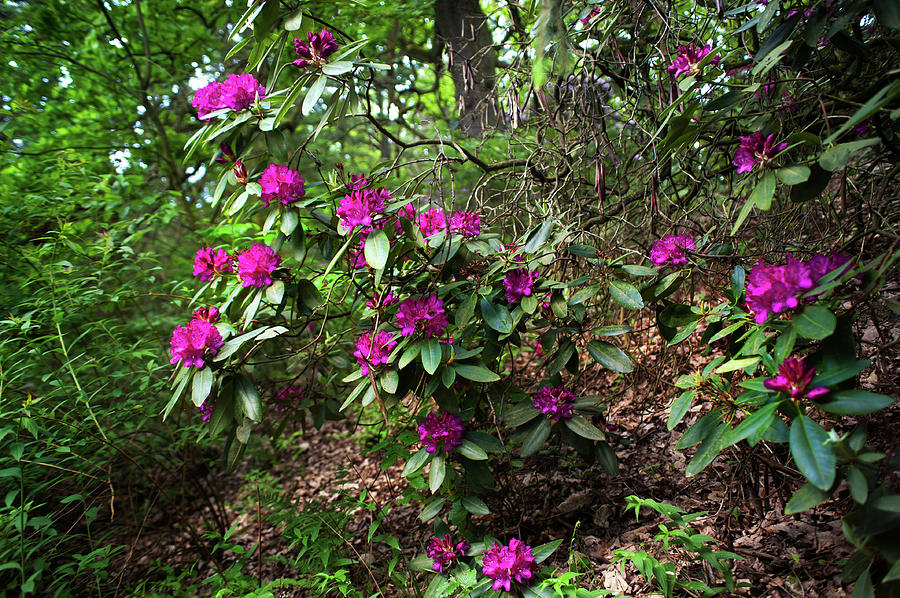 Fairy Forest Of Blooming Rhododendrons 6 Photograph by Jenny Rainbow
