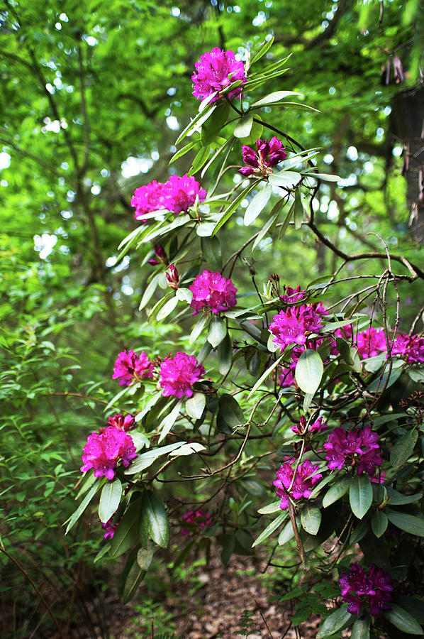 Fairy Forest Of Blooming Rhododendrons 7 Photograph by Jenny Rainbow