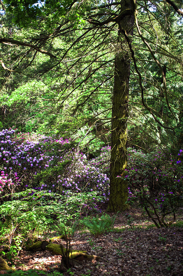 Fairy Forest Of Blooming Rhododendrons 8 Photograph by Jenny Rainbow