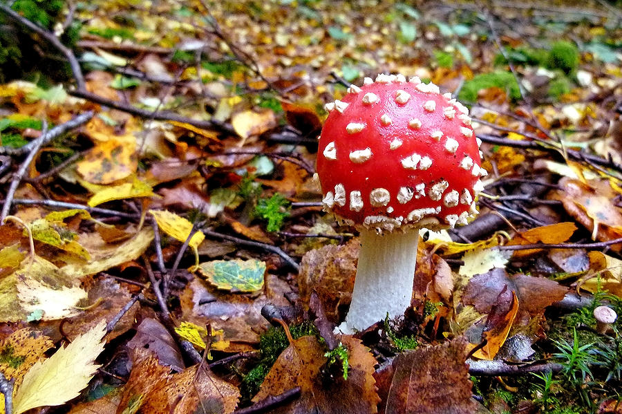 Fairy House on the Forest Floor Photograph by Vanessa Thomas - Fine Art ...