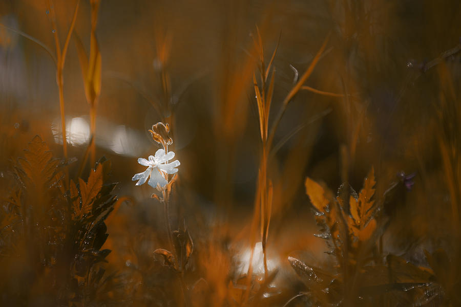 Flower Photograph - Fairy Lights by Steve Moore