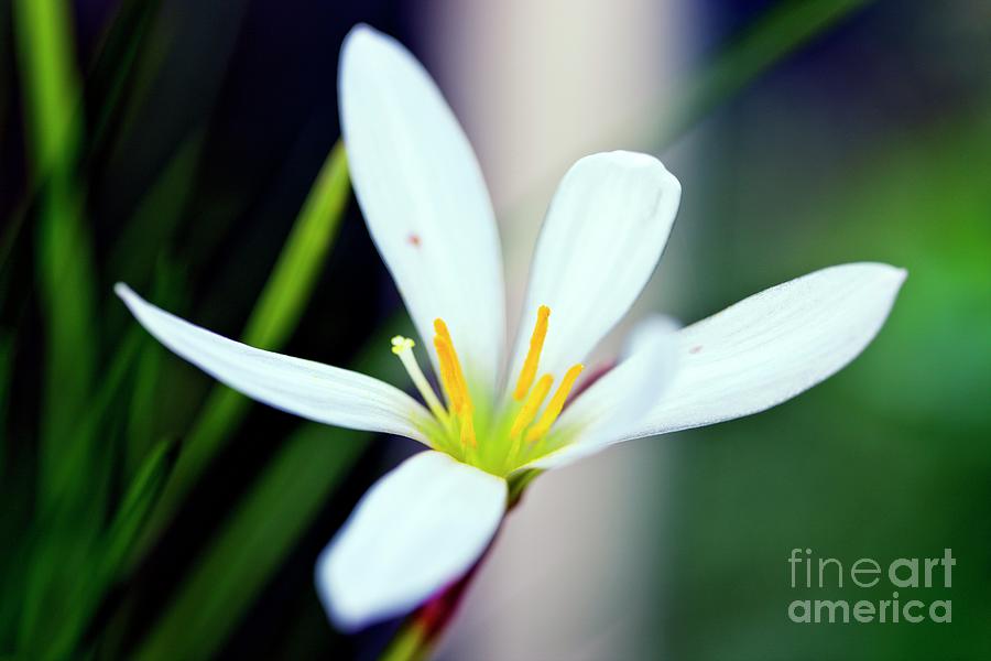 Fairy Lily (zephyranthes Candida) Photograph by Dr Keith Wheeler/science Photo Library
