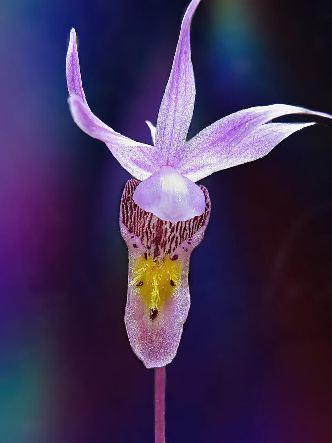 Fairy-slipper Orchid Photograph by Robert O Endres