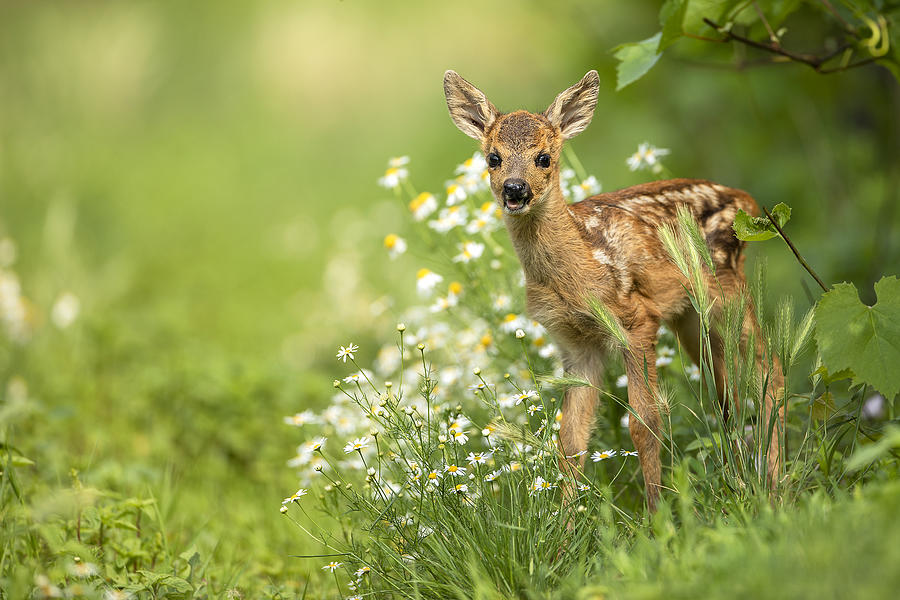 Fairy Tale Photograph by Barbora Gábrišová - Fine Art America